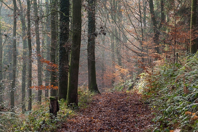 Misty Forest Walk