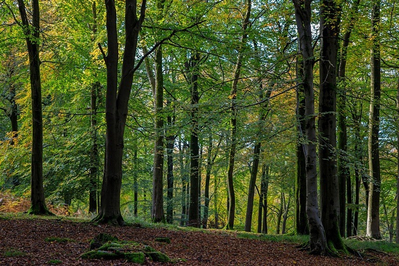 Along the Ridge - Autumn