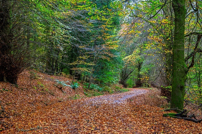 Autumn Walk No.1 - Autumn