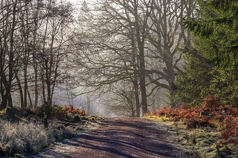Frosty Forest Walk - Winter