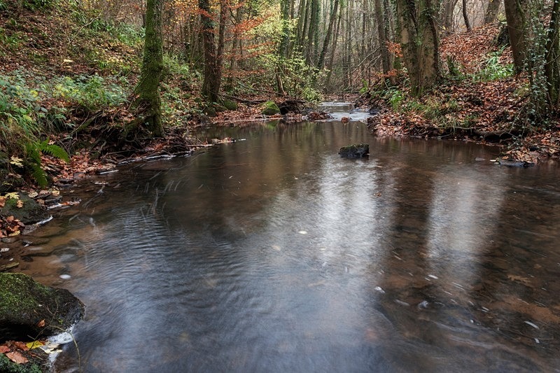 Autumn along the Brook - 3 - Autumn