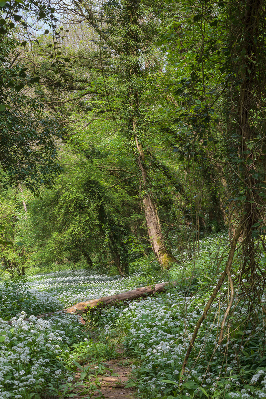 Wild Garlic Footpath - Spring