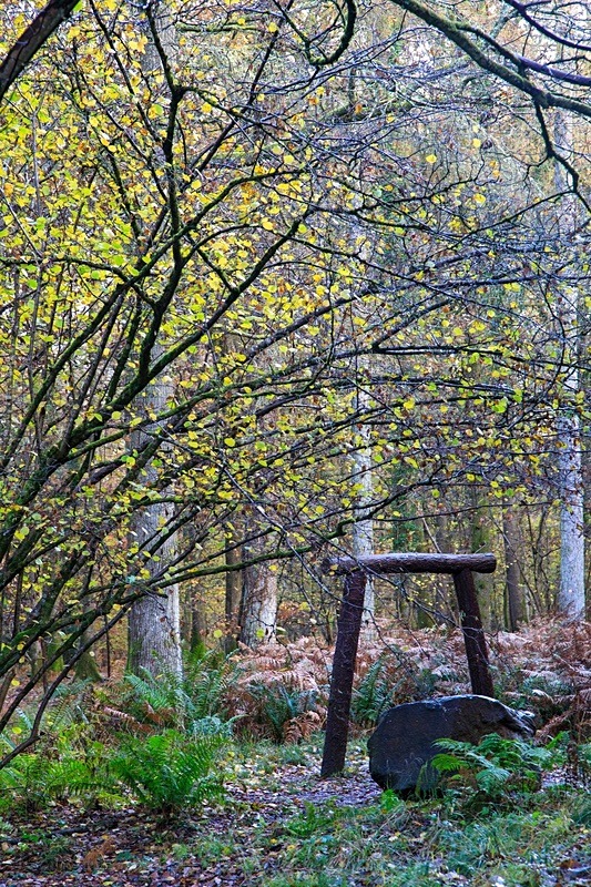 Coal Measure Giants B - Autumn
