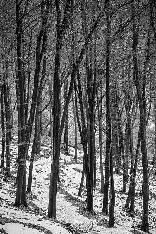 Through the Snowy Beech Wood - Mainly Black & White
