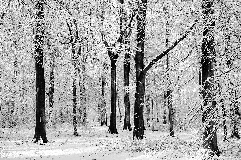 Snowy Beech Trees - Mainly Black & White