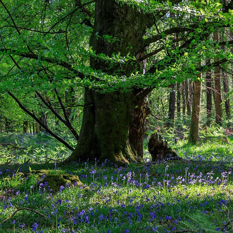 Beneath the Ancient Beech - Square Canvas