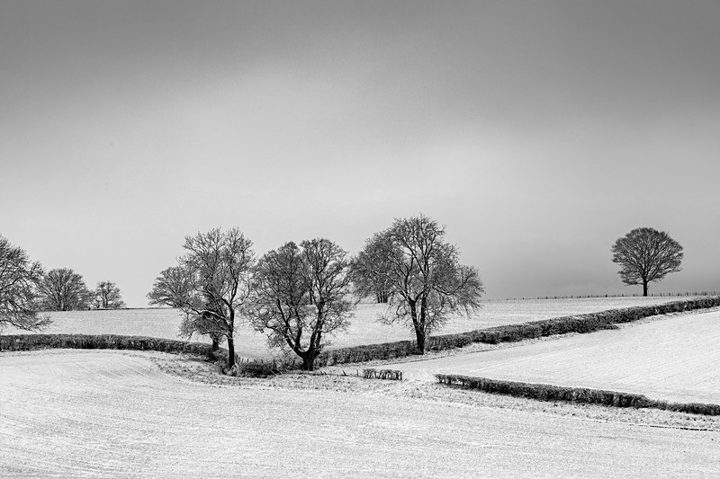 Snowy Oak Landscape - Mainly Black & White