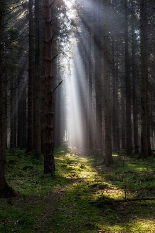 Along the Sunlit Path