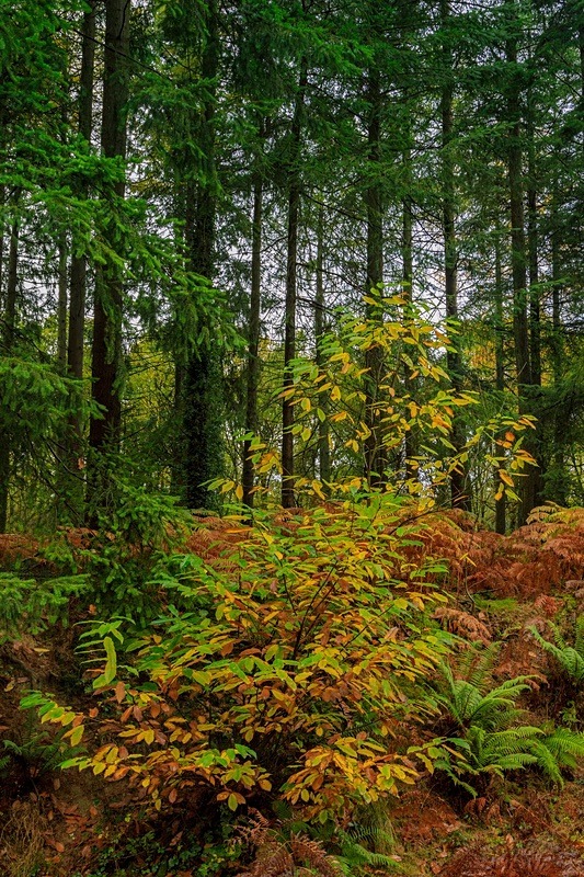 Yorkley Woodland 3 - Autumn