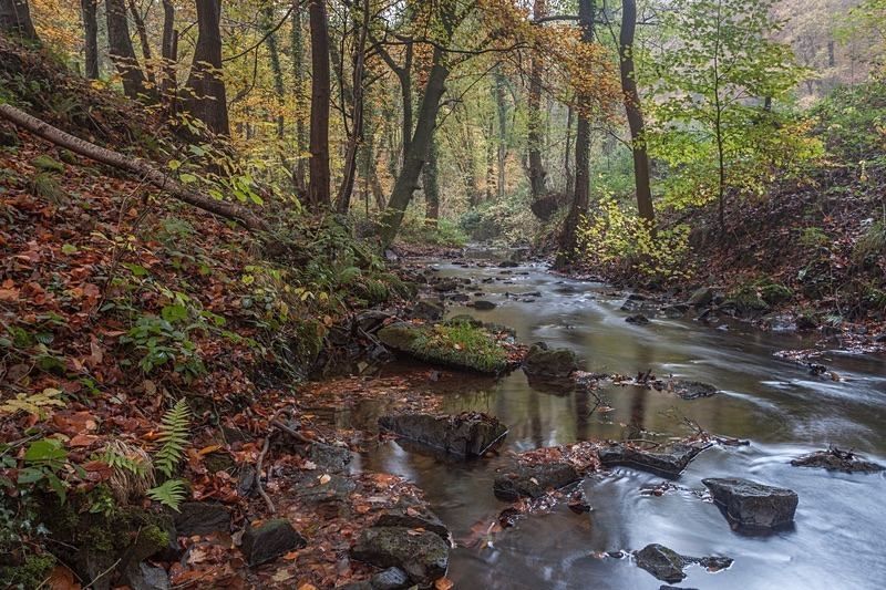 Autumn along the Brook - 4 - Autumn