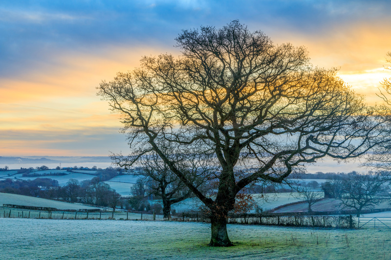 Oak Sunrise - Winter