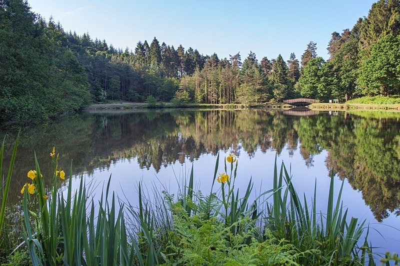 Reflections at Mallards Pike - Summer