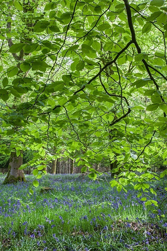 Beneath the Beech - Most Popular Images