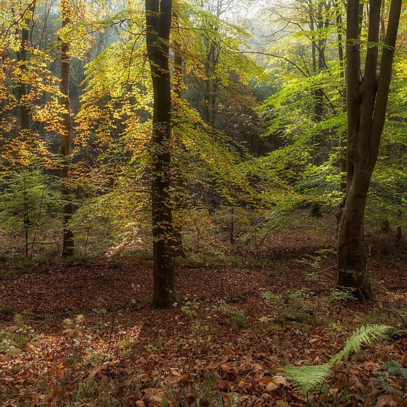 Autumn Highlights - Square Canvas