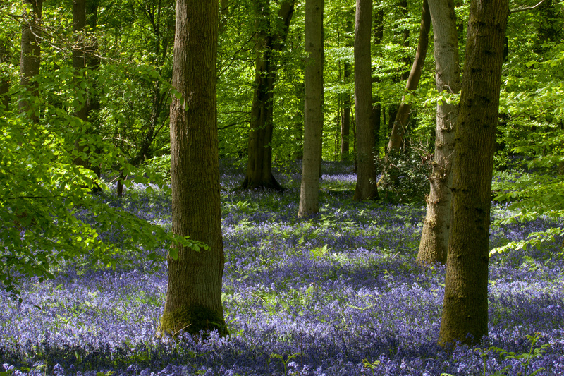 Forest of Dean Landscape Photography by David Tinsley