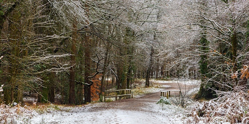 A Winter Walk - Panoramic Canvas