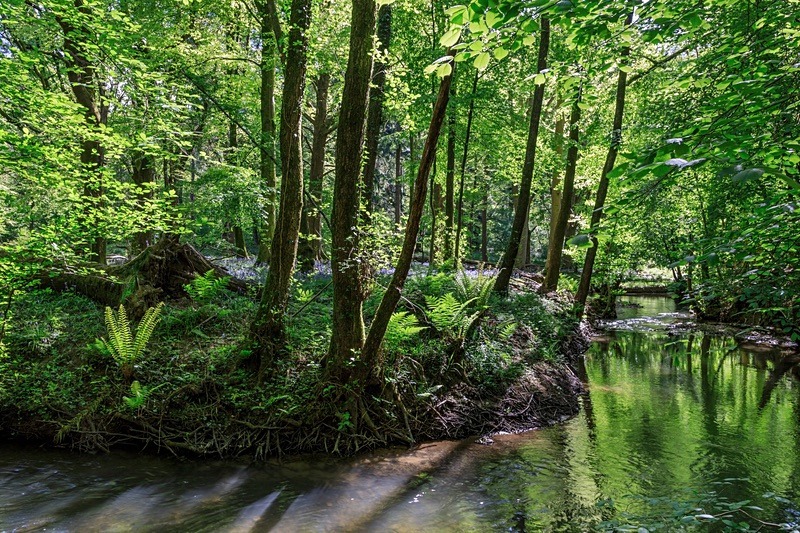 Spring  Reflections - Spring