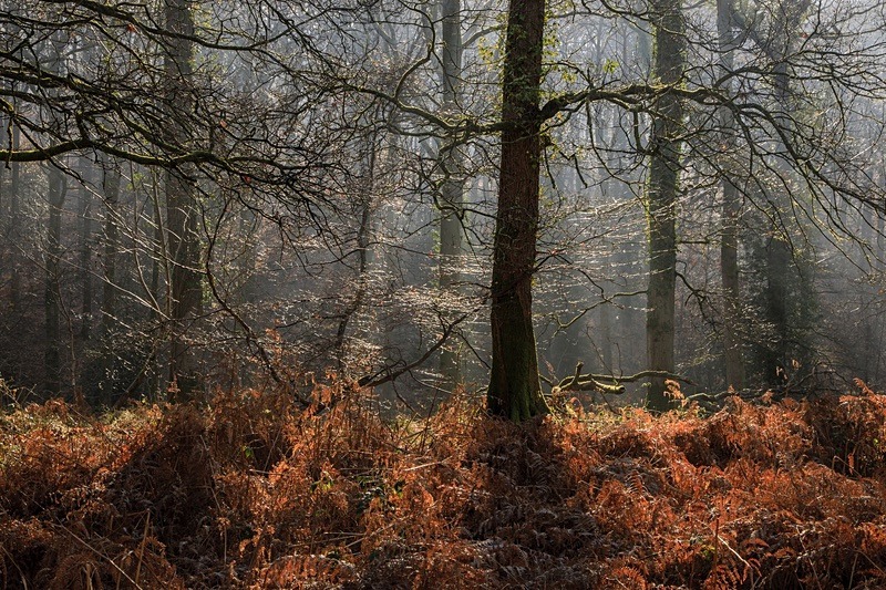 Wenchford Walk No2 - Winter