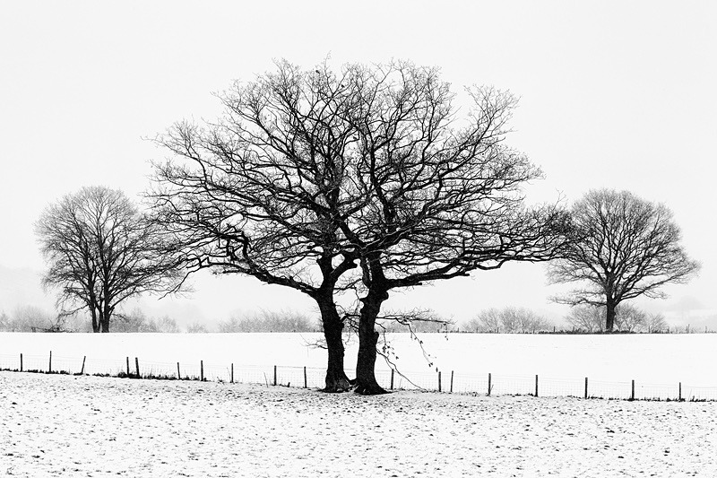 Three Winter Oaks - Mainly Black & White