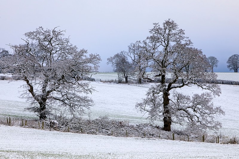 Snowy Oaks No.1 - Winter