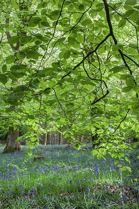 Beneath the Beech - Spring