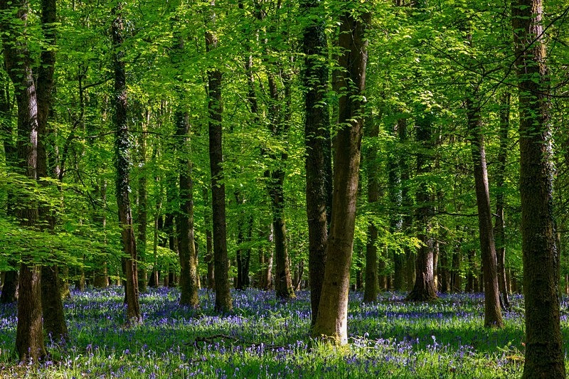 Bluebells at Speculation - Spring