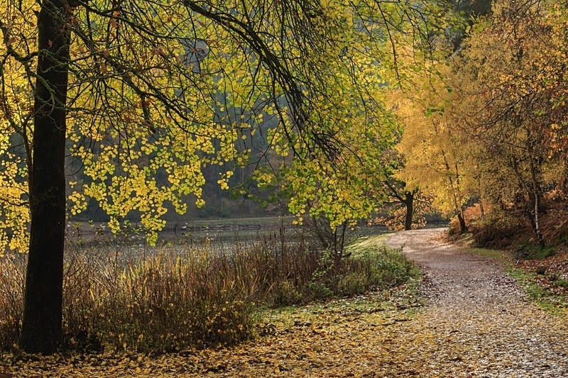 Late Autumn Colours No. 3 - Autumn