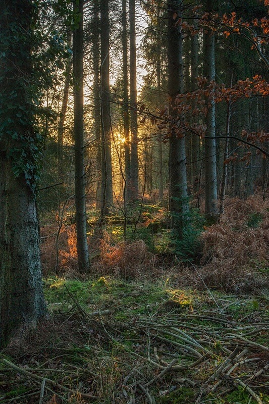 Winter Sun-rays - Winter