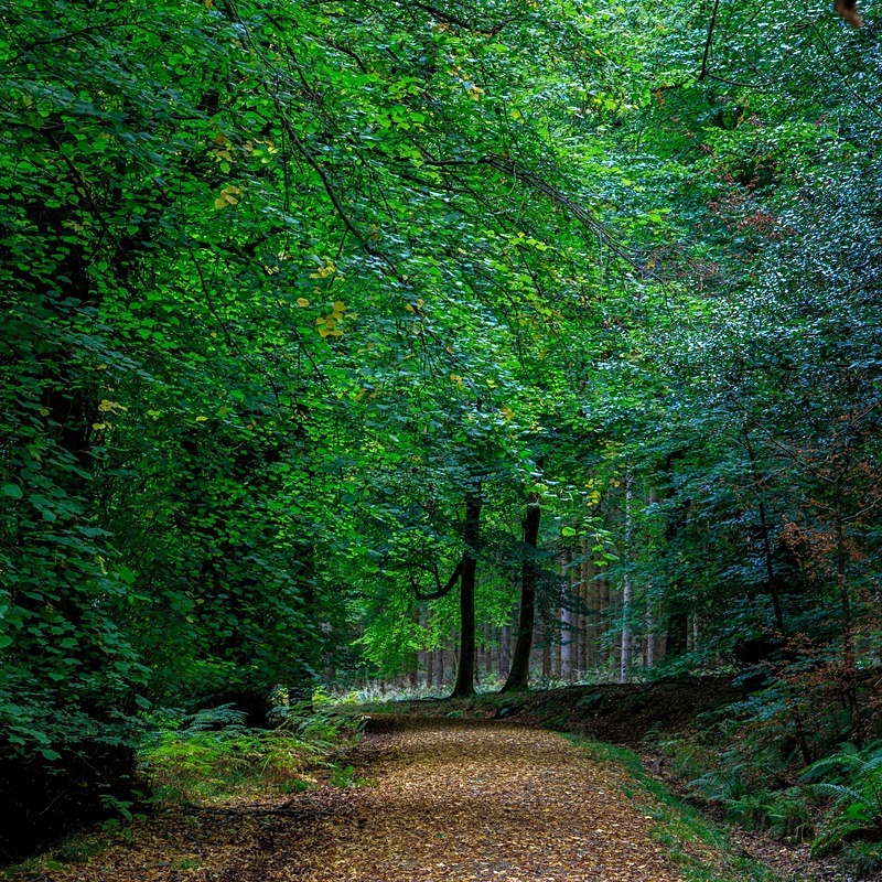 Early Autumn Walk - Square Canvas