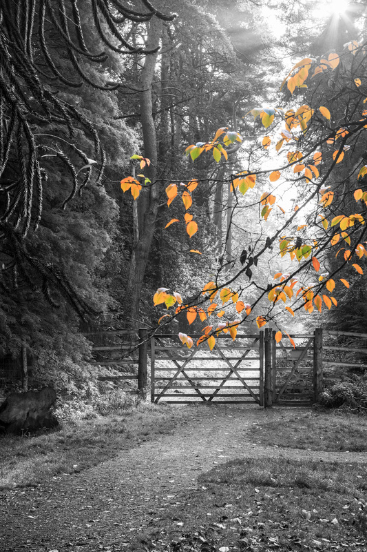 A Hint of Autumn - Mainly Black & White