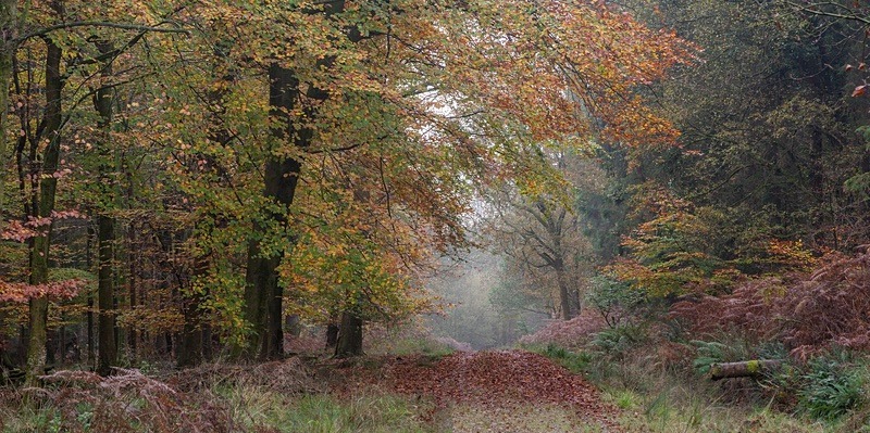 Autumn Walk - Panoramic Canvas