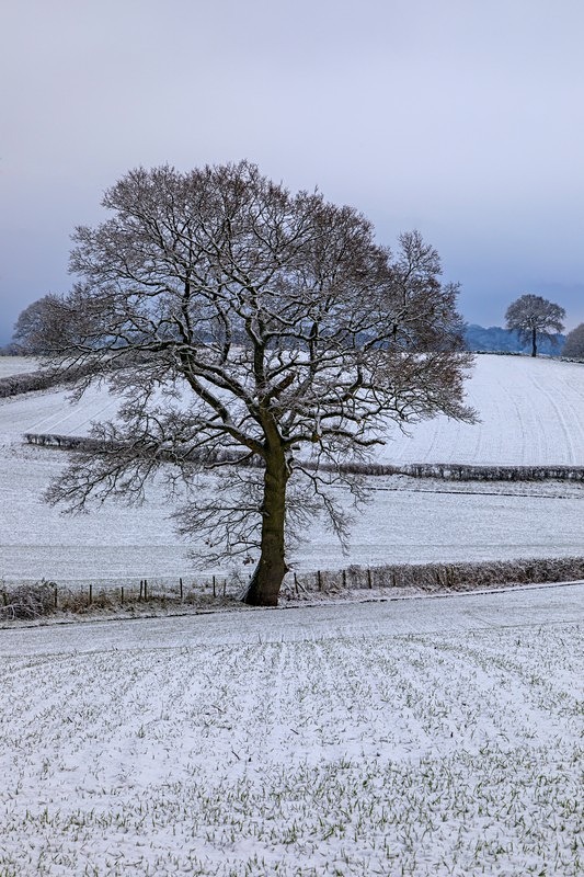 Snowy Oaks No.2 - Winter
