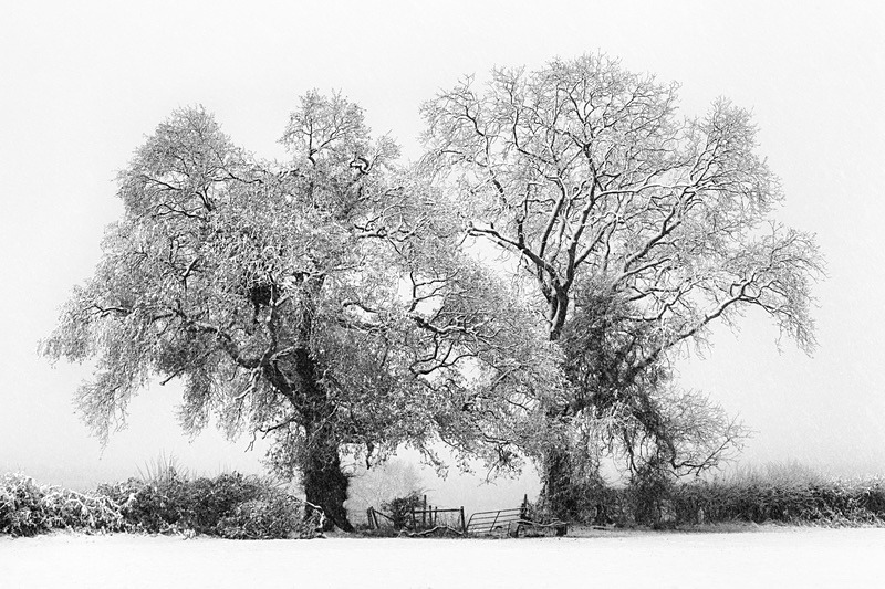 Snowbound - Most Popular Images
