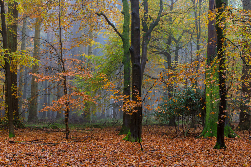 Misty Autumn Woodland No.2 - Autumn