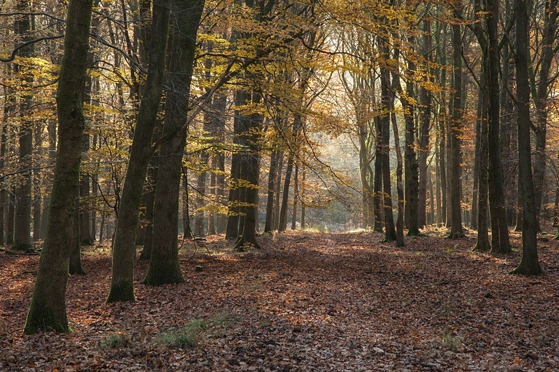 Towards the Sunlight - Most Popular Images