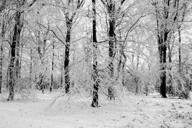 Winter Wonderland in Monochrome - Mainly Black & White