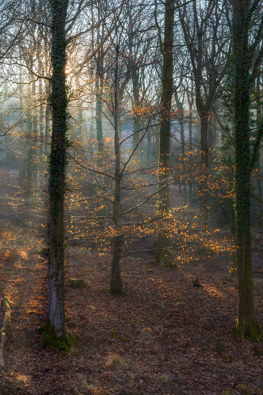 Illuminated Winter Beech - Winter