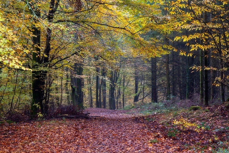 Towards Beechenhurst - Autumn