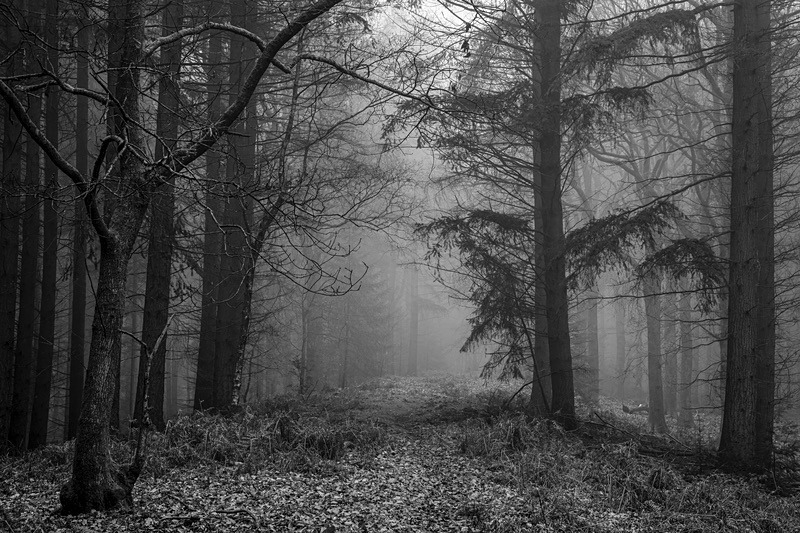 Misty Forest Walk - Mainly Black & White