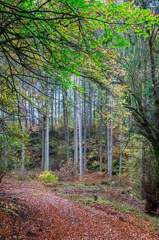 Autumn Walk No.2 - Autumn
