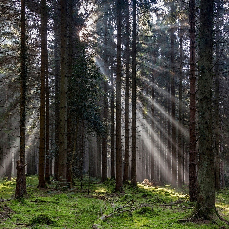 Woodland Light Beams