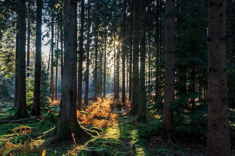 Spruce Ride Sunrise - Winter
