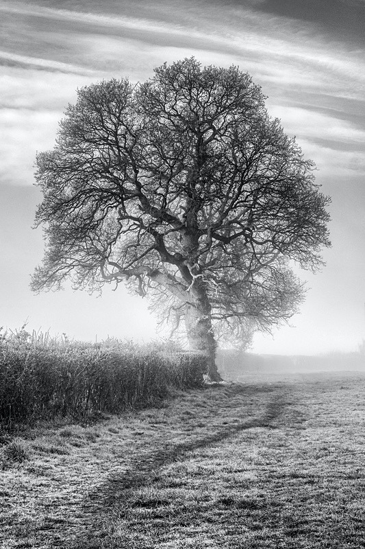 Misty Morning Oak - Mainly Black & White