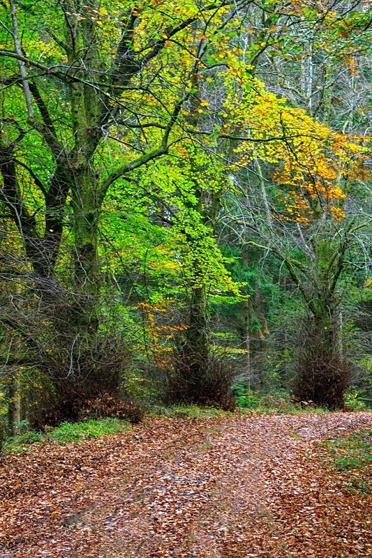 Autumn Walk No.3 - Autumn