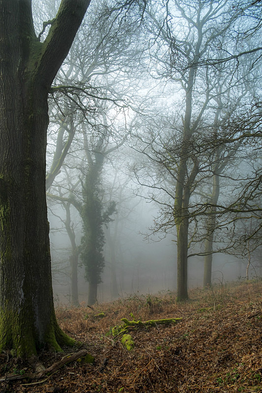 A Winters Morn - Winter