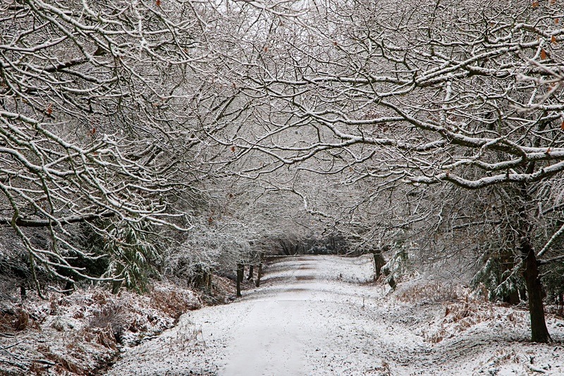 Snowy Woodland Walk No. 8 - Winter