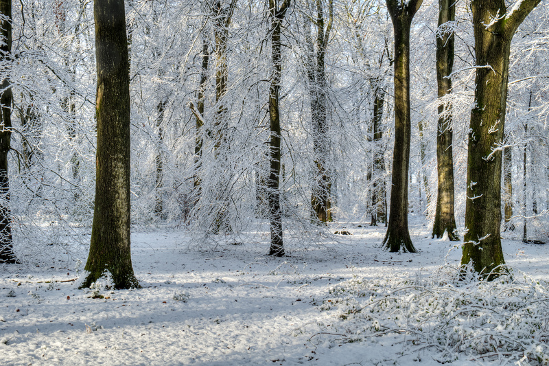 Snowy Beech Woods - Winter