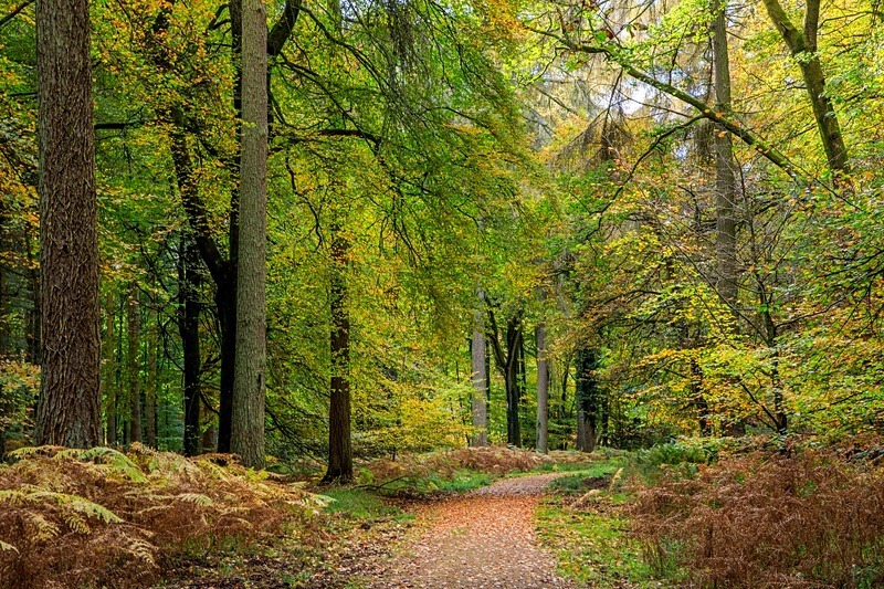 Autumn Colours - Autumn