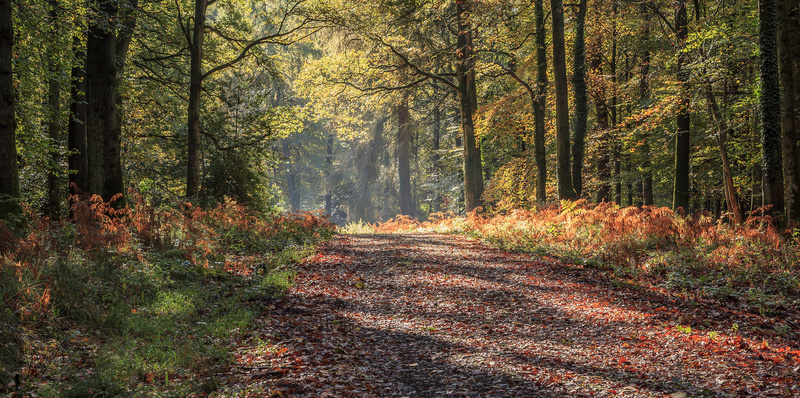 Forest of Dean Landscape Photography by David Tinsley