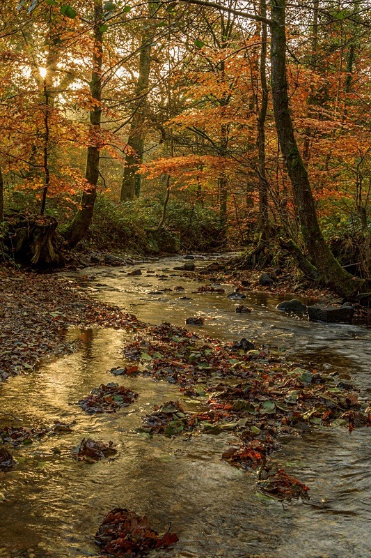 Autumn at Wenchford - Autumn